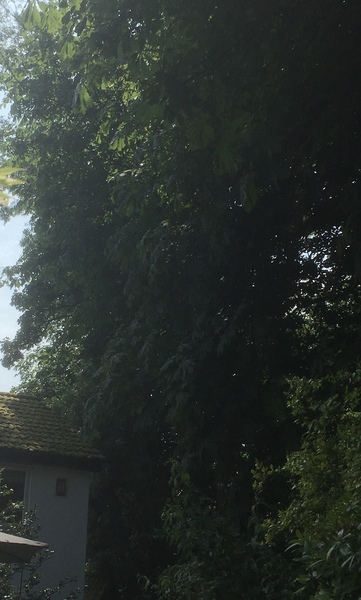 .... to object to people pressure washing garden paving?