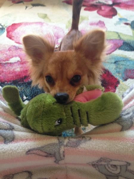Chihuahua