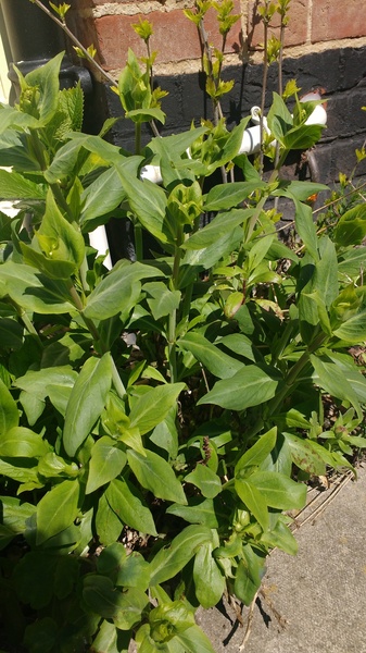 Anyone know what this is?