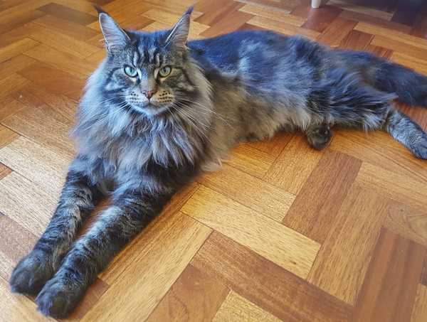 Why doesn't anyone want my cat?