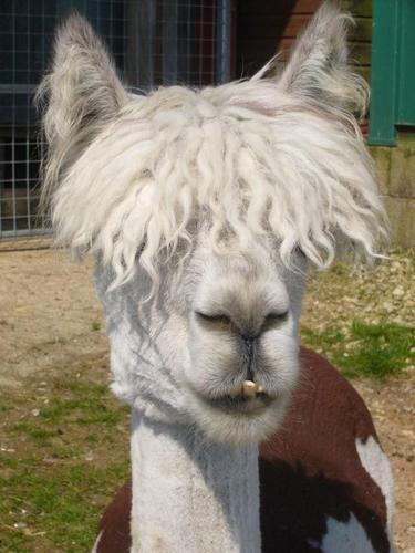 AIBU to not want my DS to have this hairstyle?