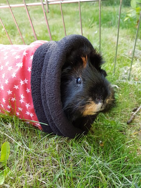 I need to show you this pic of my pig (please excuse my giant boob in shot!)