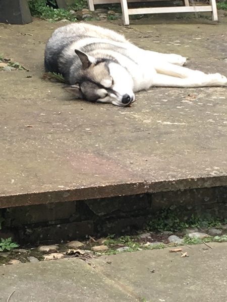 Do you think my puppy is finding it a bit warm.