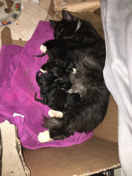 Pregnant queen- am I doing enough?