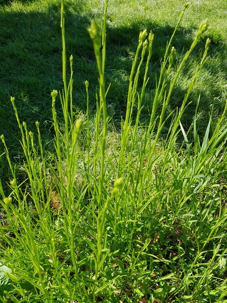 Hi can anyone tell me what these are?