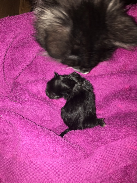 Pregnant queen- am I doing enough?