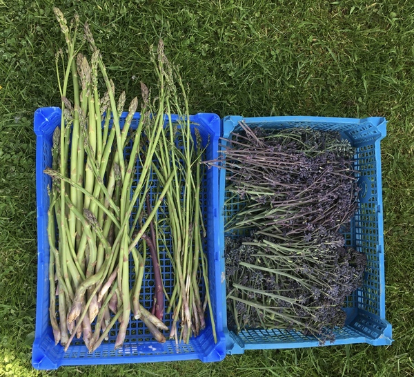 Allotment/Veg Patch Thread 12! Plotmenters hoping for better weather