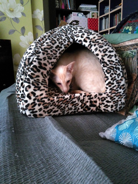 or did we get sold defective cats?