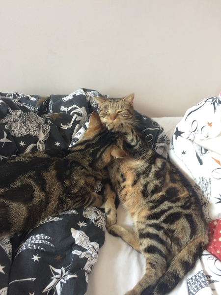 Brand new rescue VERY vocal - advice?