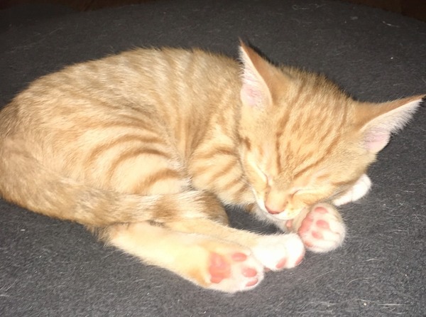 New kitten, name ideas please