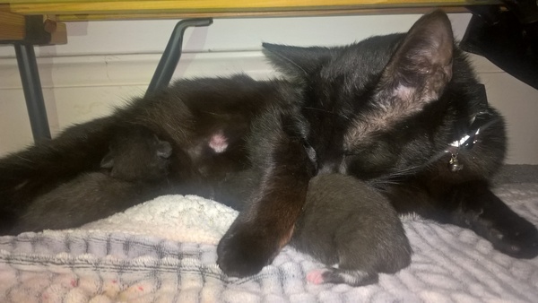 help pregnant stray!