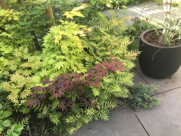 Good shrubs for tubs