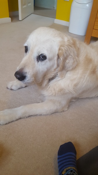 To ask if any of you have ever had a golden retriever?