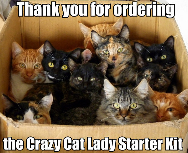 Getting a new cat, how many is too many?