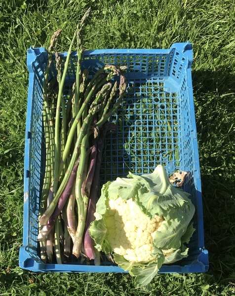 Allotment/Veg Patch Thread 12! Plotmenters hoping for better weather