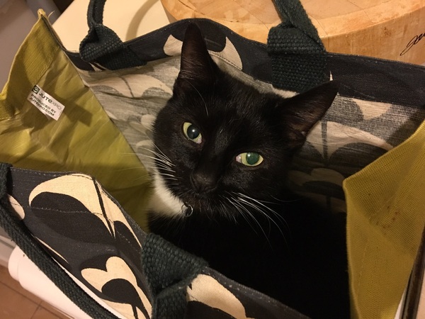 .. to be jealous of my cat..