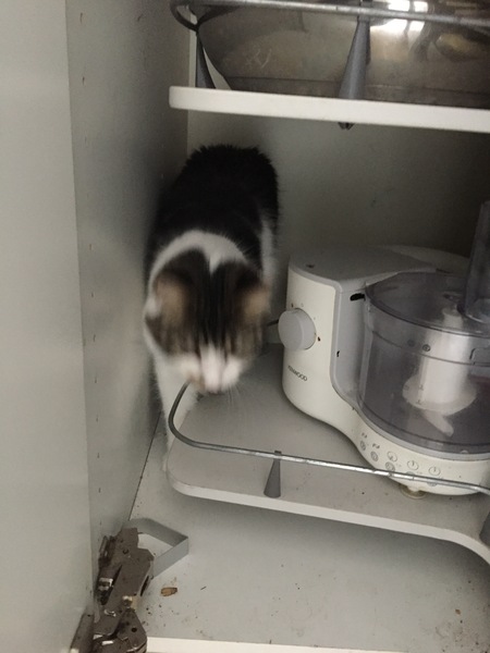 New rescue cat - AIBU