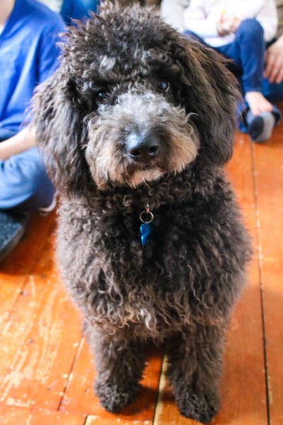 I got her winter coat shaved off...