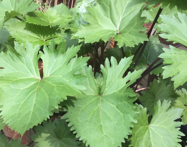 Gardeners : Can anyone identify this?