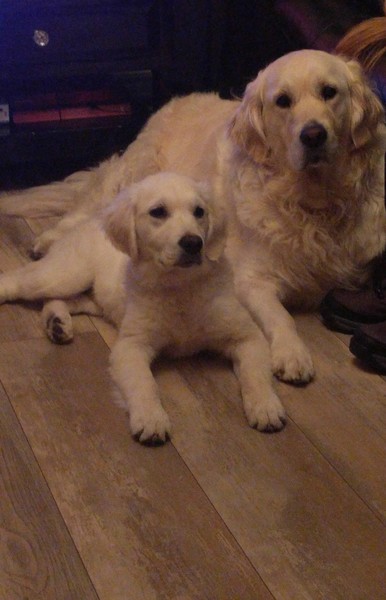 To ask if any of you have ever had a golden retriever?