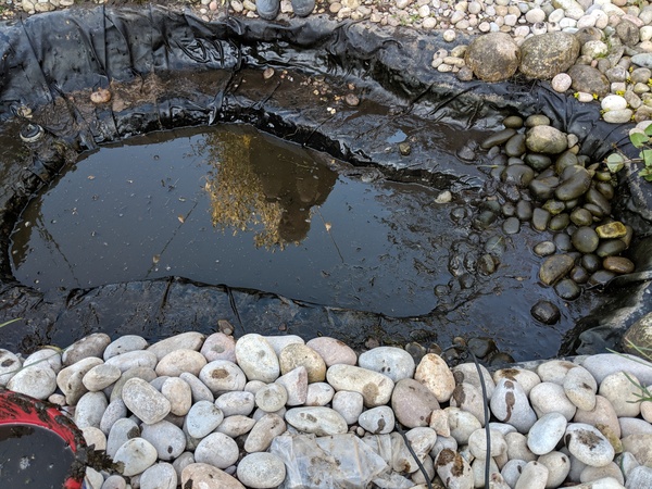 I have made a huge mistake - help with pond