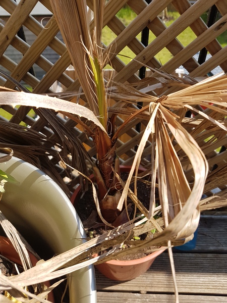 Is this palm tree dead?