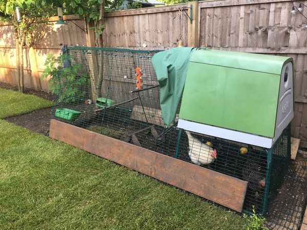 Photos of your chooks and runs please?