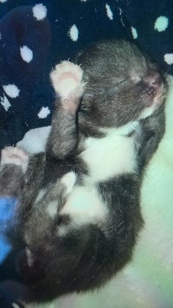 help pregnant stray!