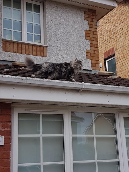 SOS - Little Miss Nosy has gotten herself stuck