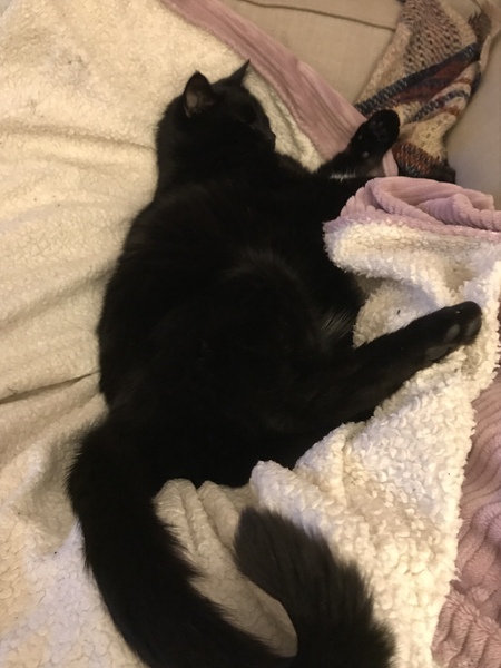 .. to be jealous of my cat..