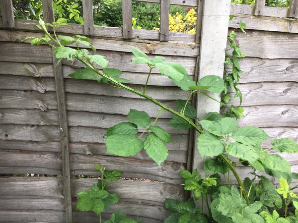 Raspberry bush or just a thorny weed?