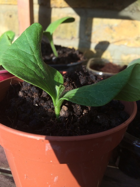 Allotment/Veg Patch Thread 12! Plotmenters hoping for better weather