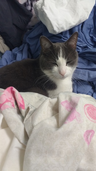 What's your DCat up to today? Episode 6, Return of the... Cats?
