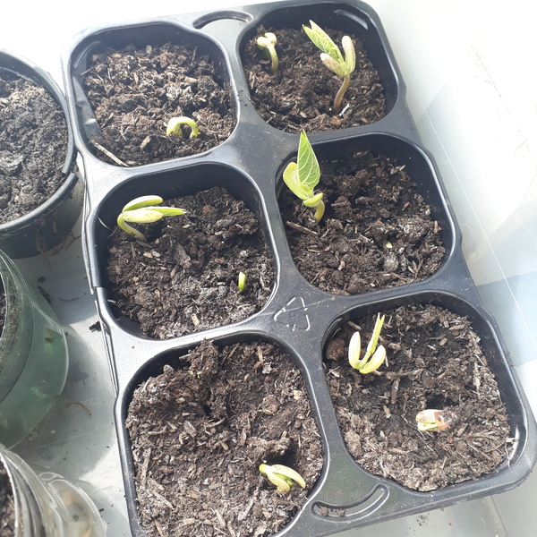 Allotment/Veg patch thread 11 'We bid  farewell to rainbow leaves but will keep plotting along'