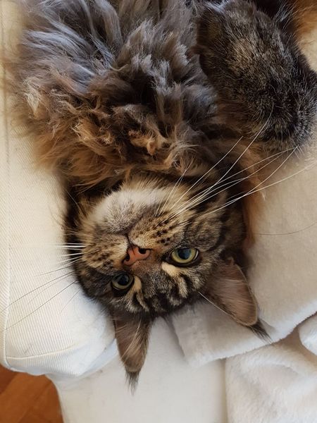 Why doesn't anyone want my cat?
