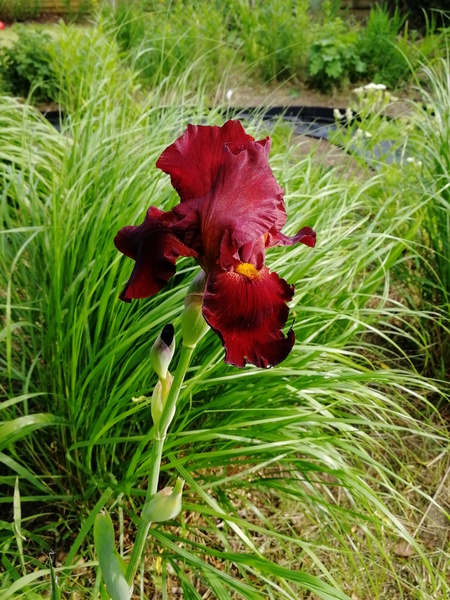 What's blooming in your garden at the moment?