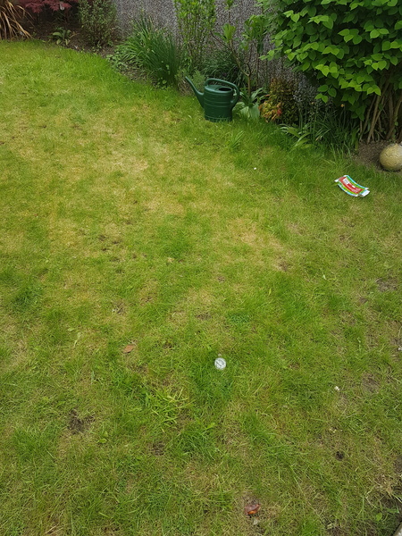 Weed killer - should I succumb?