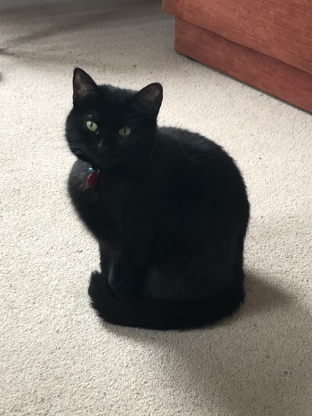 Our cat has gone missing. Any stories of cats coming back after a while please?