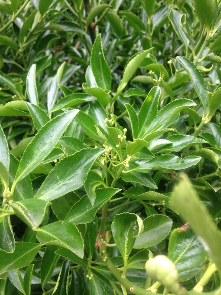 Does anyone recognise this shrub?