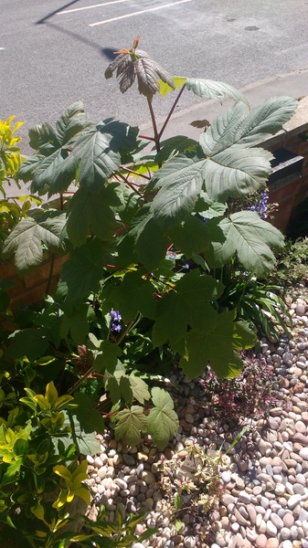 Anyone know what this is?