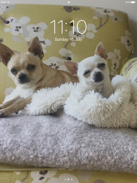 Chihuahua