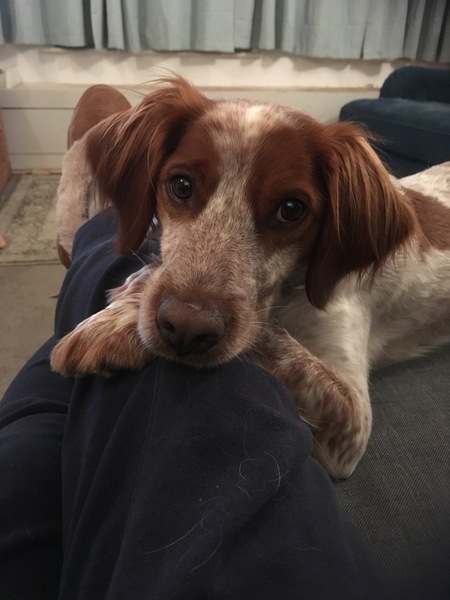 General Dog Chat Part II