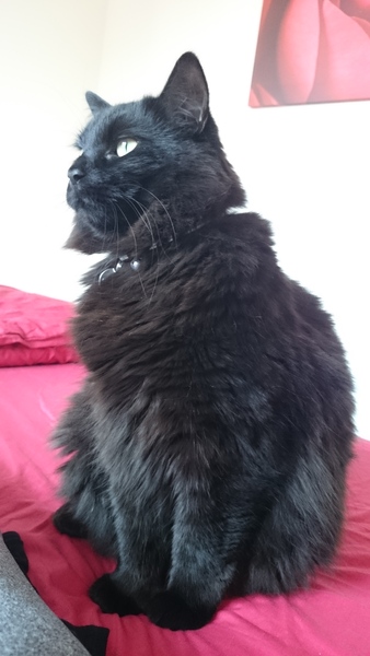 My cat died today :o(