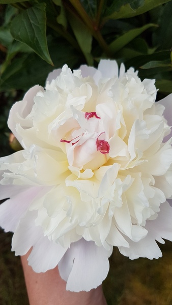 Show off your peonies!
