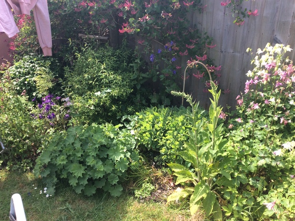 Please help me - complete novice trying to keep garden understand control!