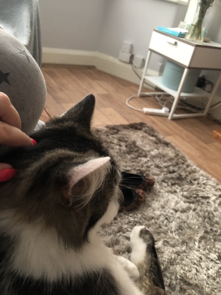 Cat hasn’t come home