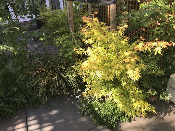 Help brighten my borders!