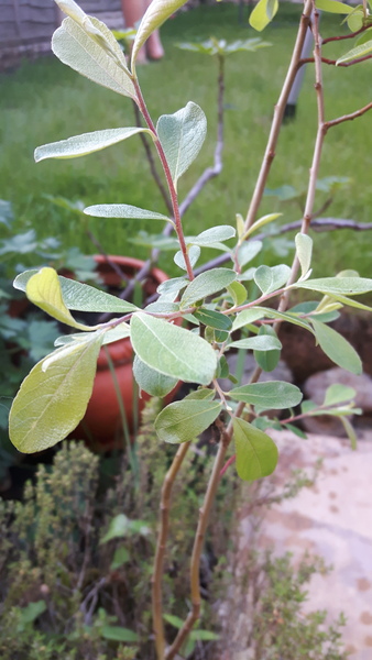 Help identify this sapling