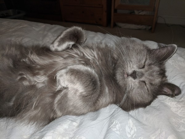 .. to be jealous of my cat..