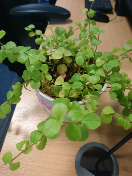 Can someone identify this plant?